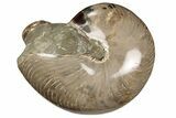 Polished Fossil Nautilus (Cymatoceras) and Ammonite - Madagascar #197177-1